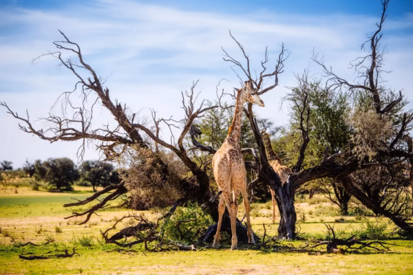 Kgalagadi Transfrontier Park