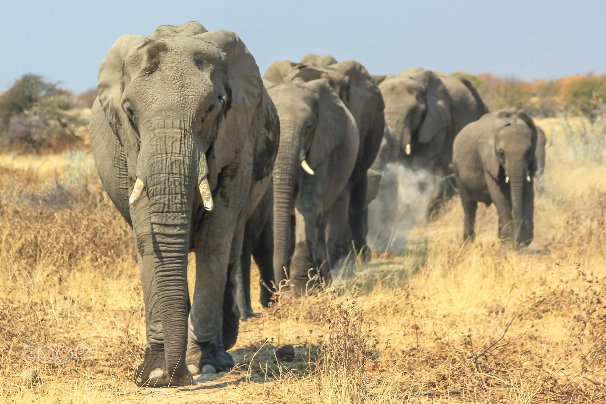 Addo Elephant National Park