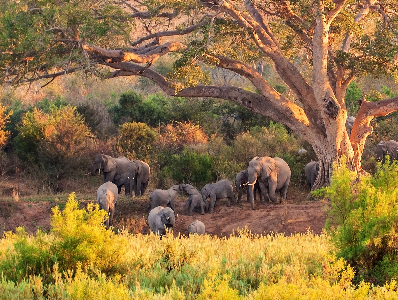 Kgalagadi Transfrontier Park