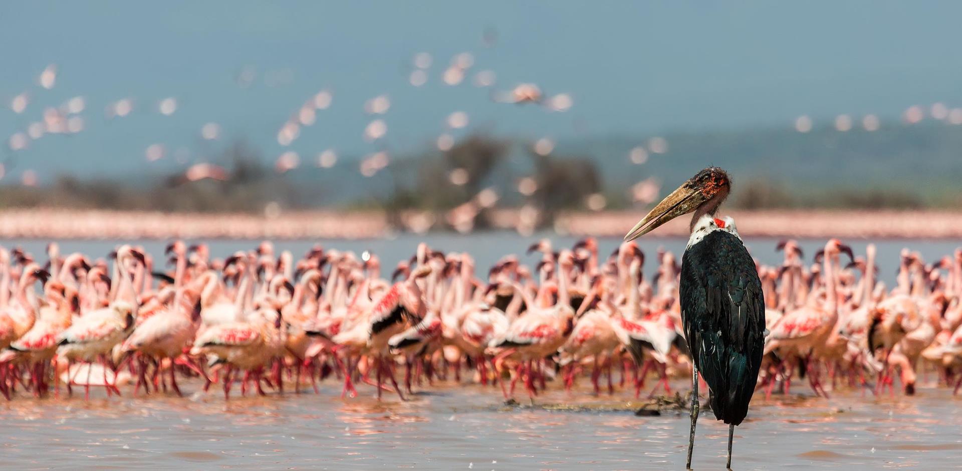 Lake Naivasha