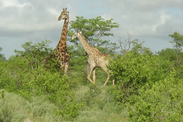Limpopo National Park Limpopo National Park