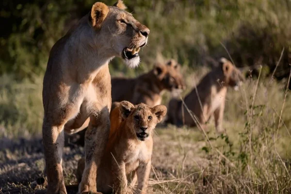 4-Day Uganda Luxury Safari