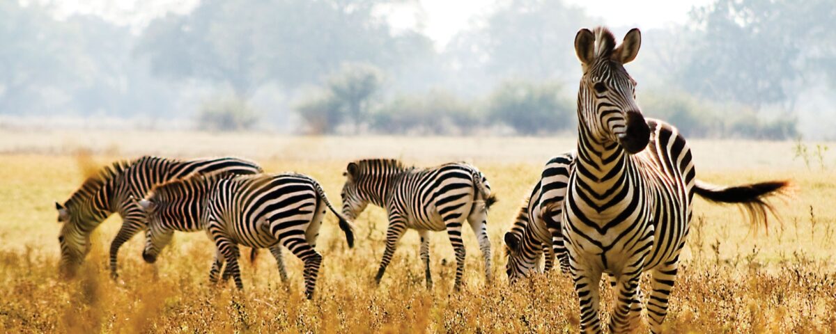 Great Migration
