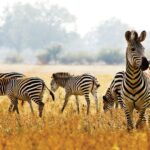 Great Migration