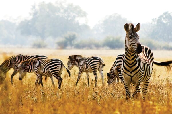 Great Migration