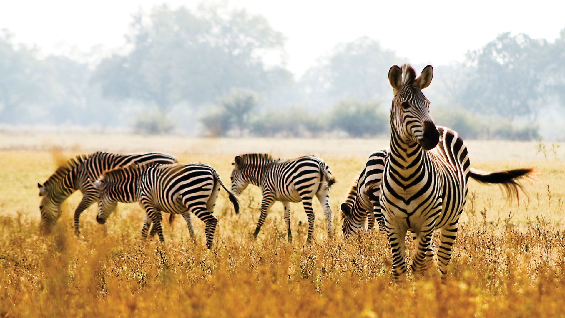 Great Migration