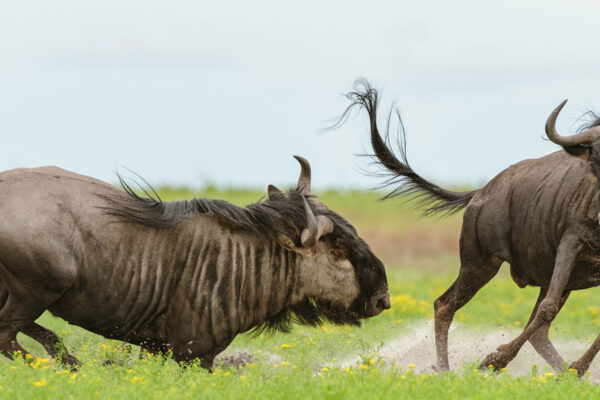 Liuwa Plain National Park