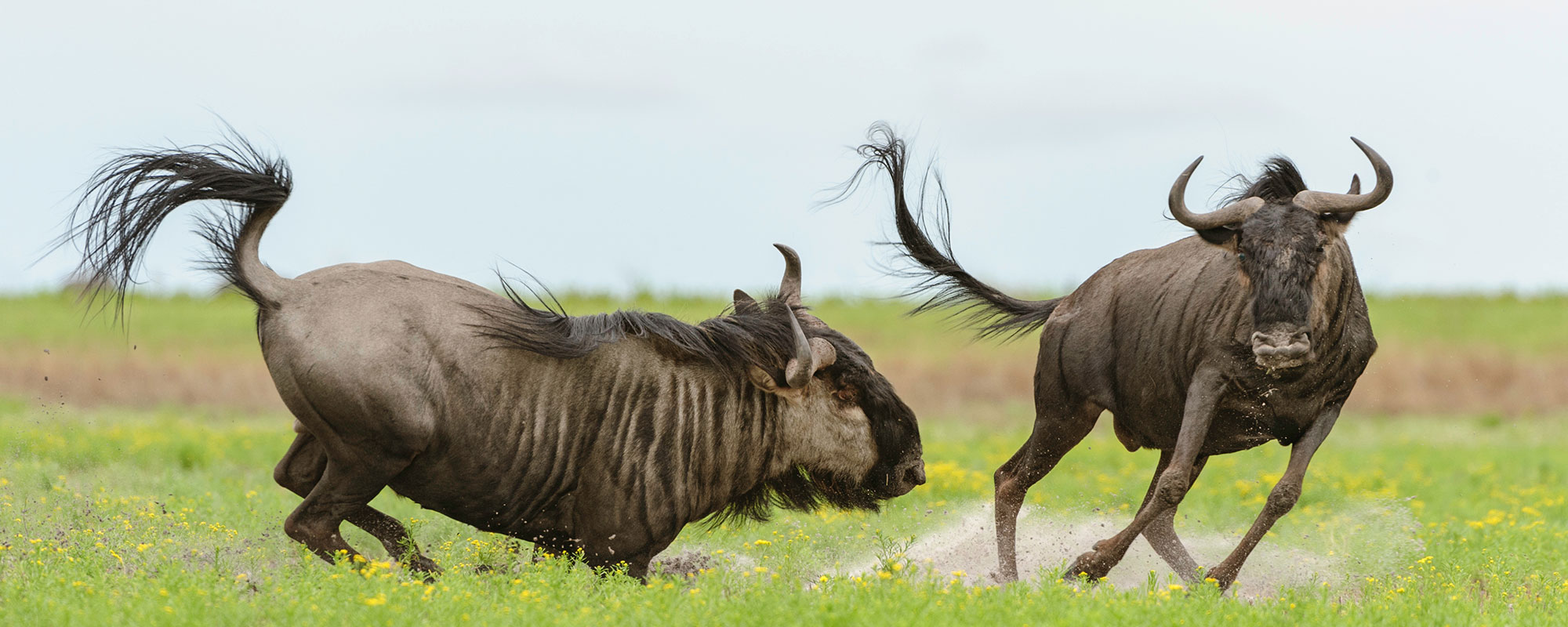 The Animals That Participate in the Great Migration