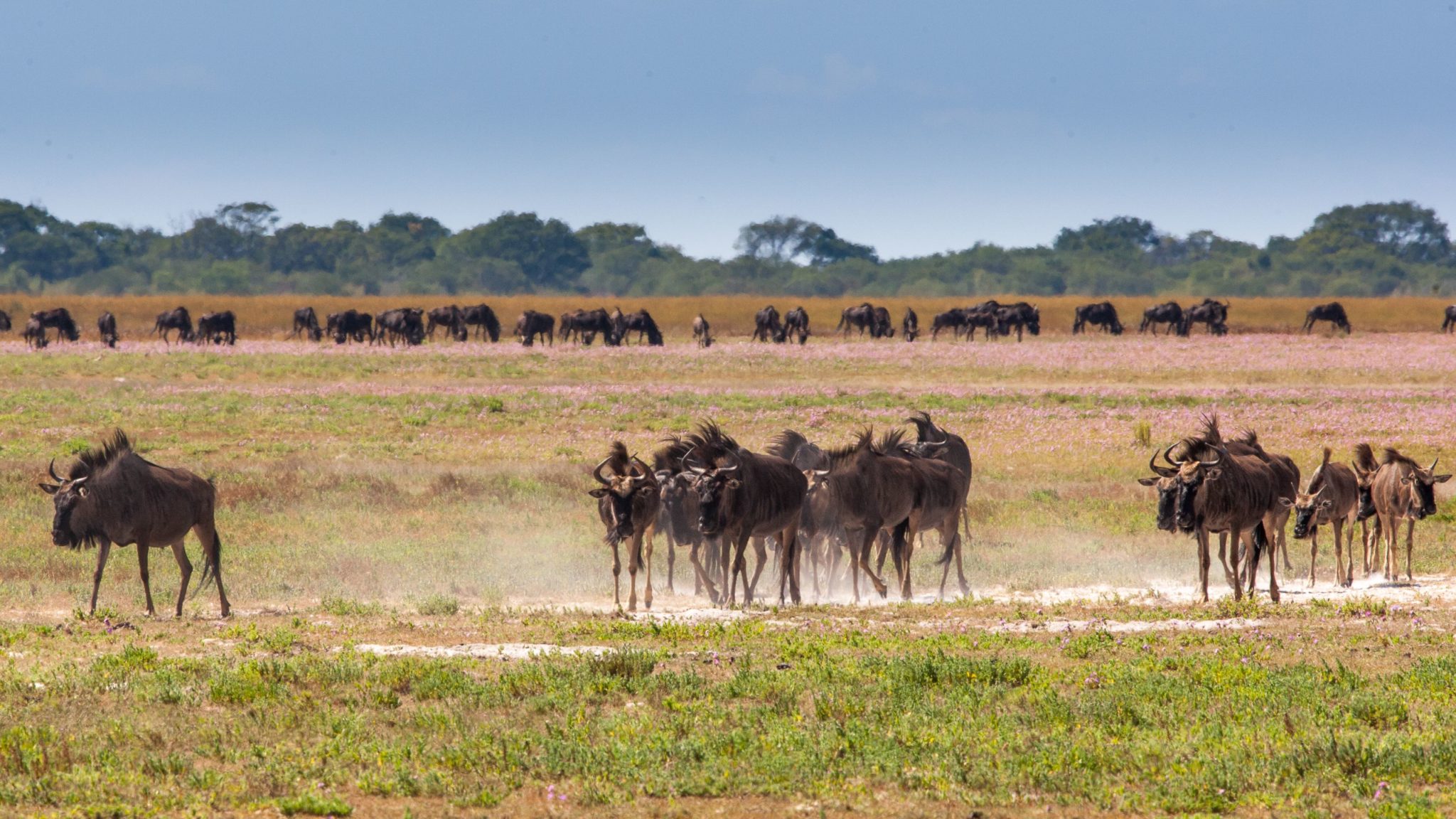 18 Days Complete Zambia Wildlife & Wilderness Safari