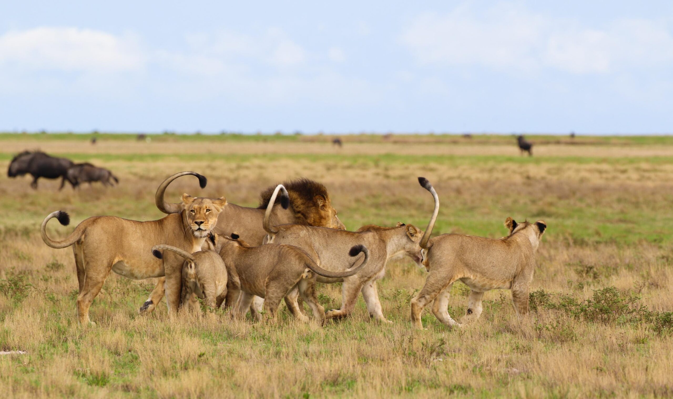 The Animals That Participate in the Great Migration