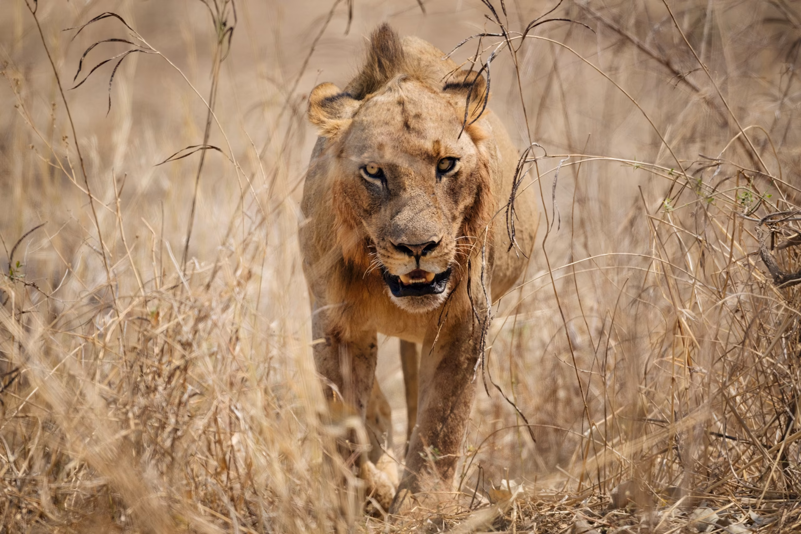 Kruger National Park