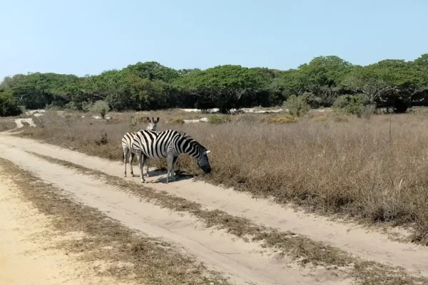 Magoe National Park5 Magoe National Park5