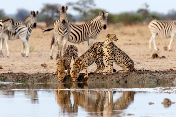 Makgadikgadi Pans National Park3 Makgadikgadi Pans National Park3