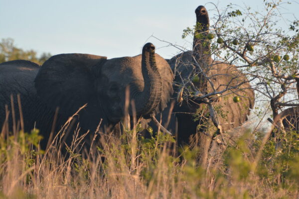 Maputo National Park Maputo National Park