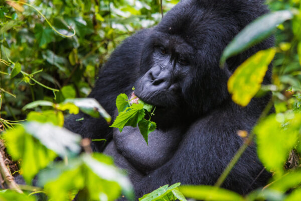 Mgahinga Gorilla National Park