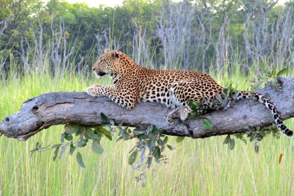 Moremi Game Reserve Moremi Game Reserve