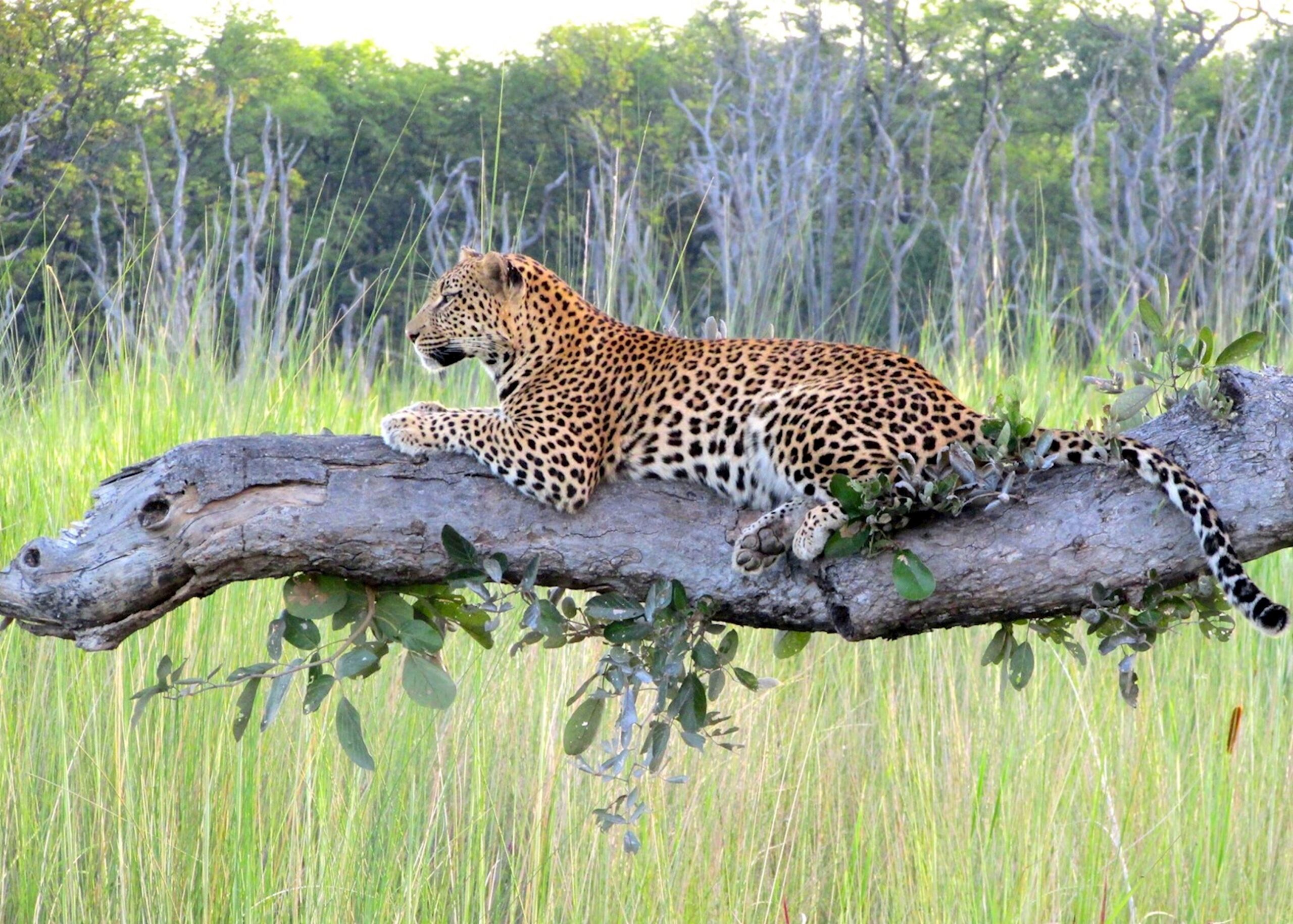 Moremi Game Reserve