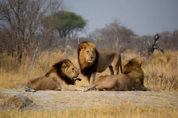 Moremi Game Reserve1