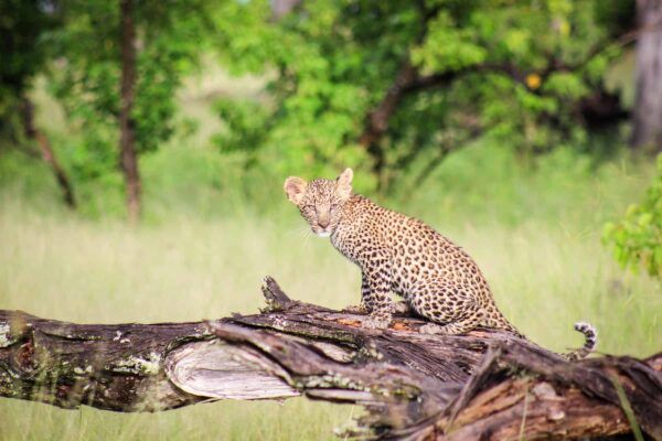 Moremi Game Reserve3 Moremi Game Reserve