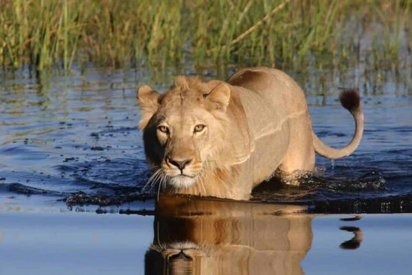 Okavango Delta1
