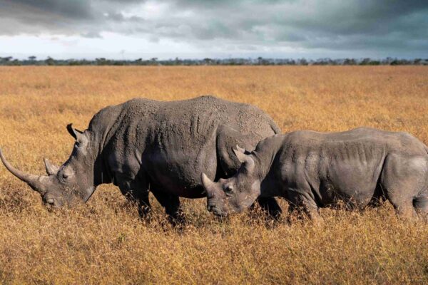 Ol Pejeta Conservancy1 Ol Pejeta Conservancy1