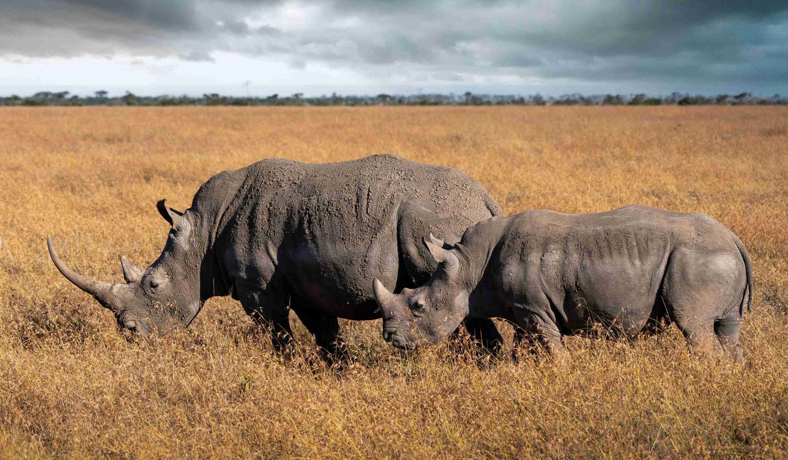 Ol Pejeta Conservancy