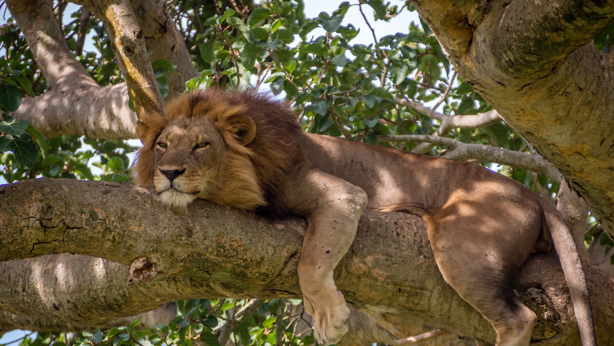 Ruvubu National Park