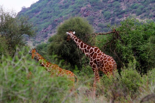 Samburu National Reserve1 Samburu National Reserve