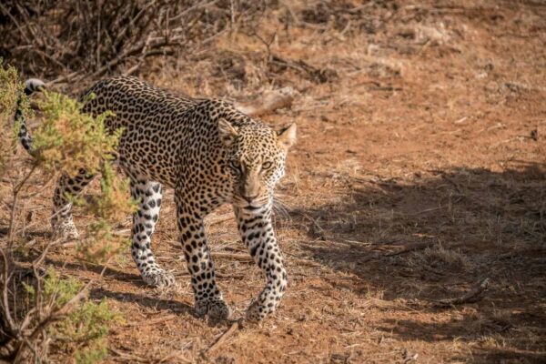 Samburu National Reserve4 Samburu National Reserve