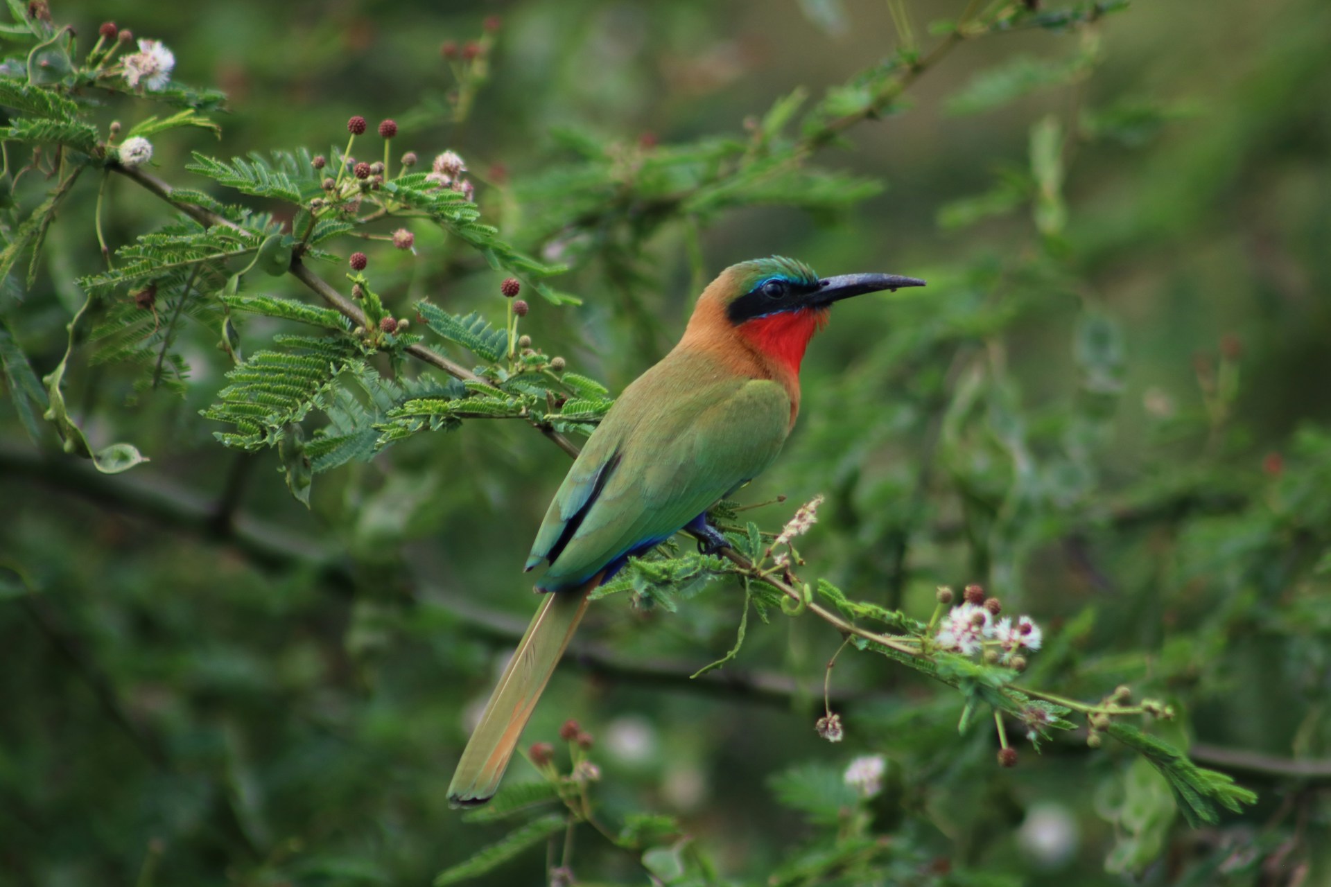 Arusha National Park