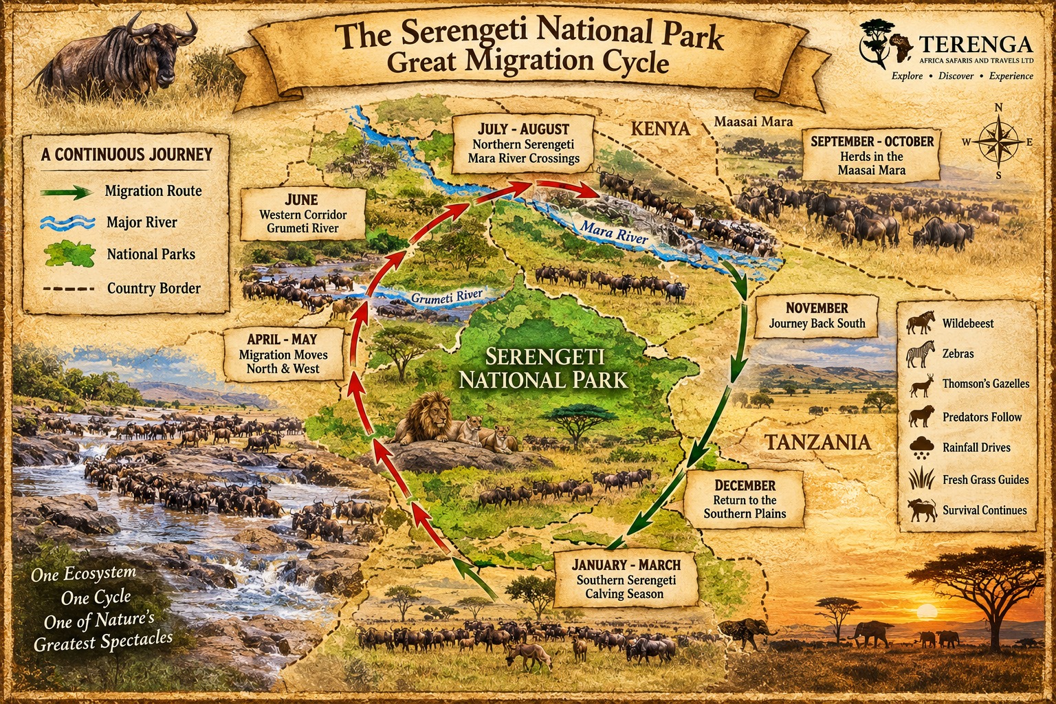 Complete Serengeti Great Migration Cycle Explained