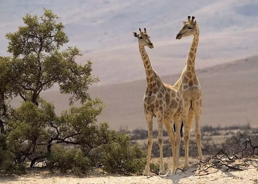 Skeleton Coast National Park