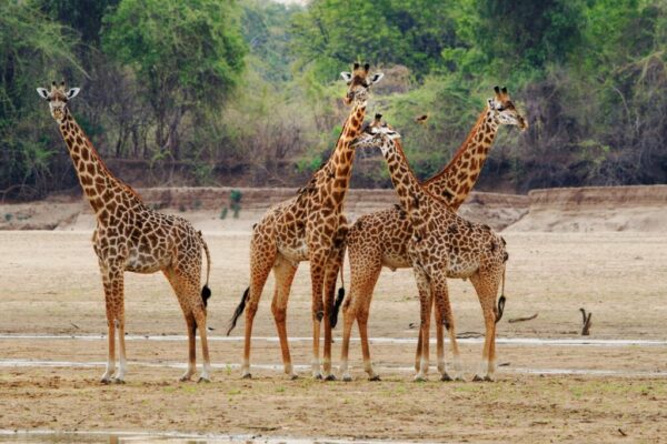 South Luangwa National Park3 South Luangwa