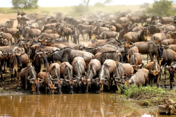 Tanzania Great Migration Safaris Tanzania Great Migration Safaris