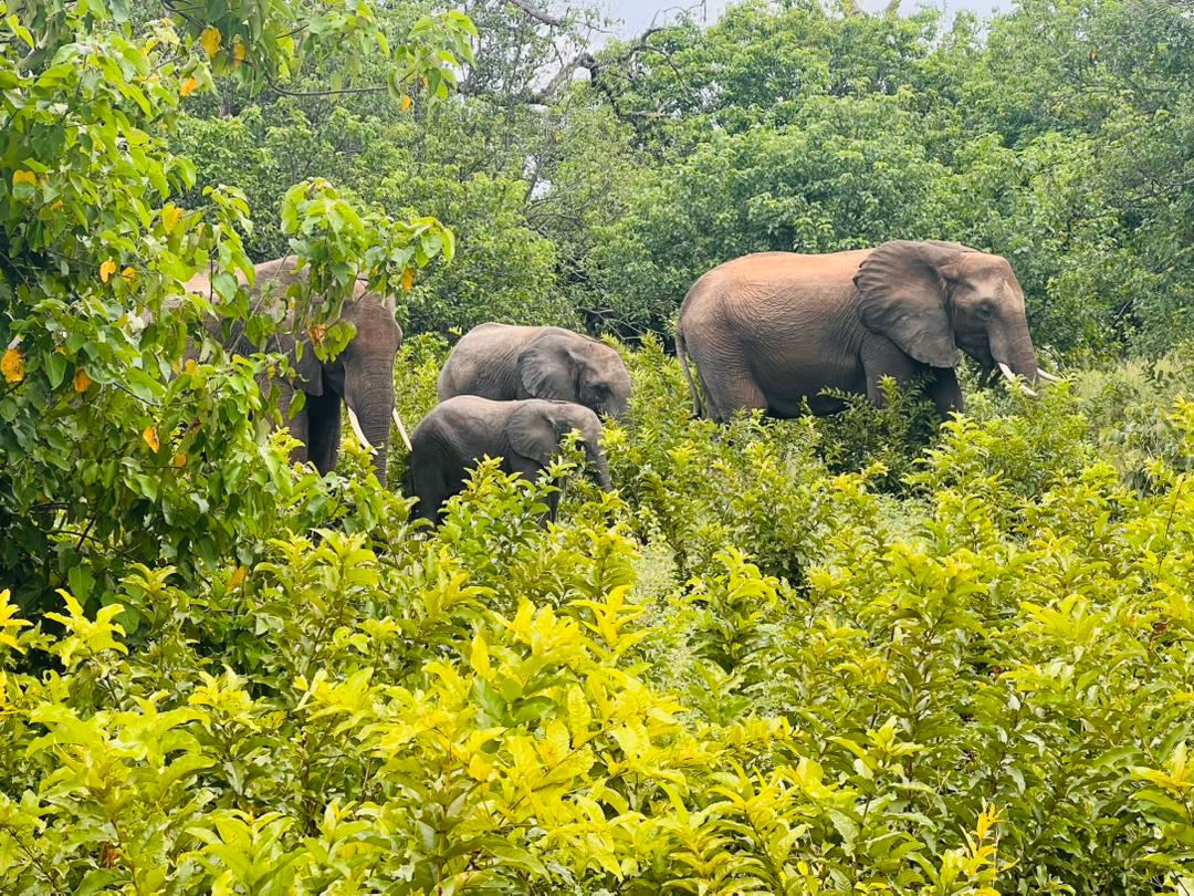 Tarangire National Park