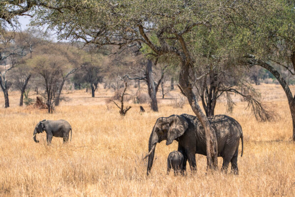 5-Day Best Safari Tarangire