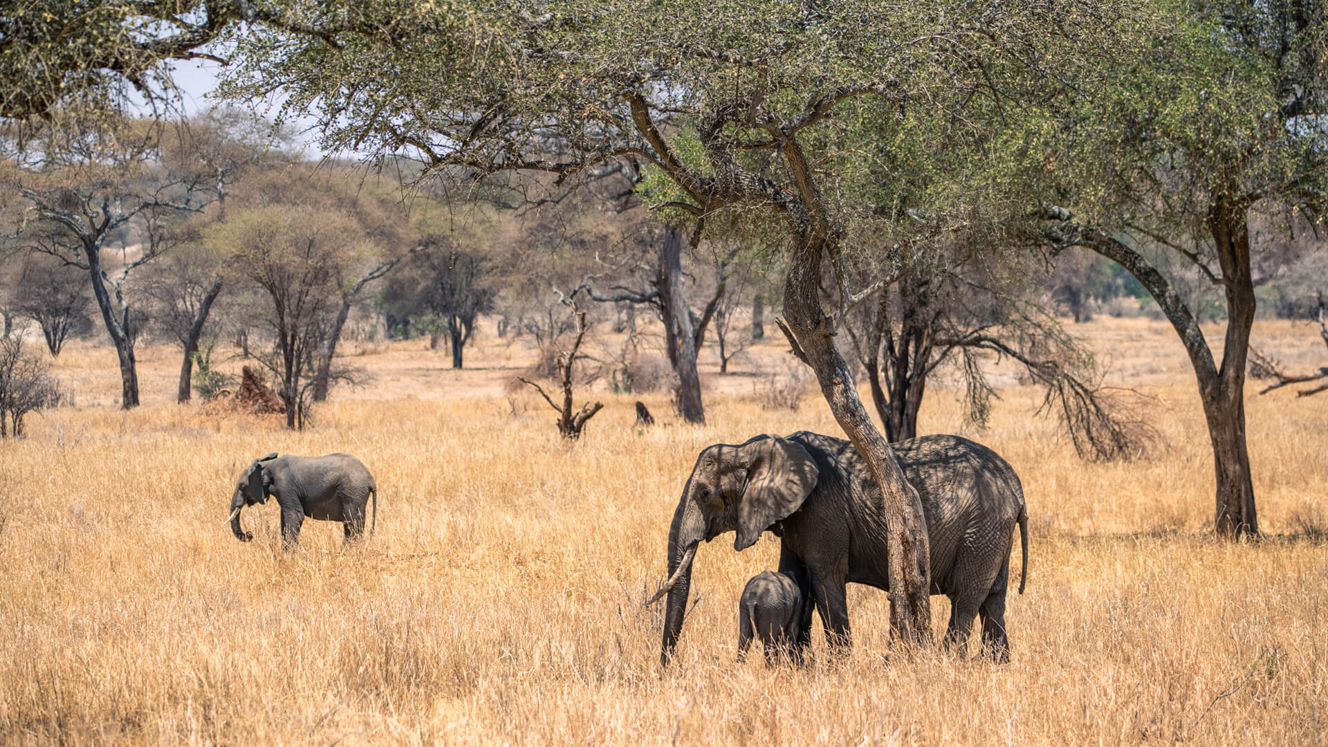 Tarangire National Park