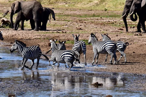 7-Days Tanzania Wildlife Wonders