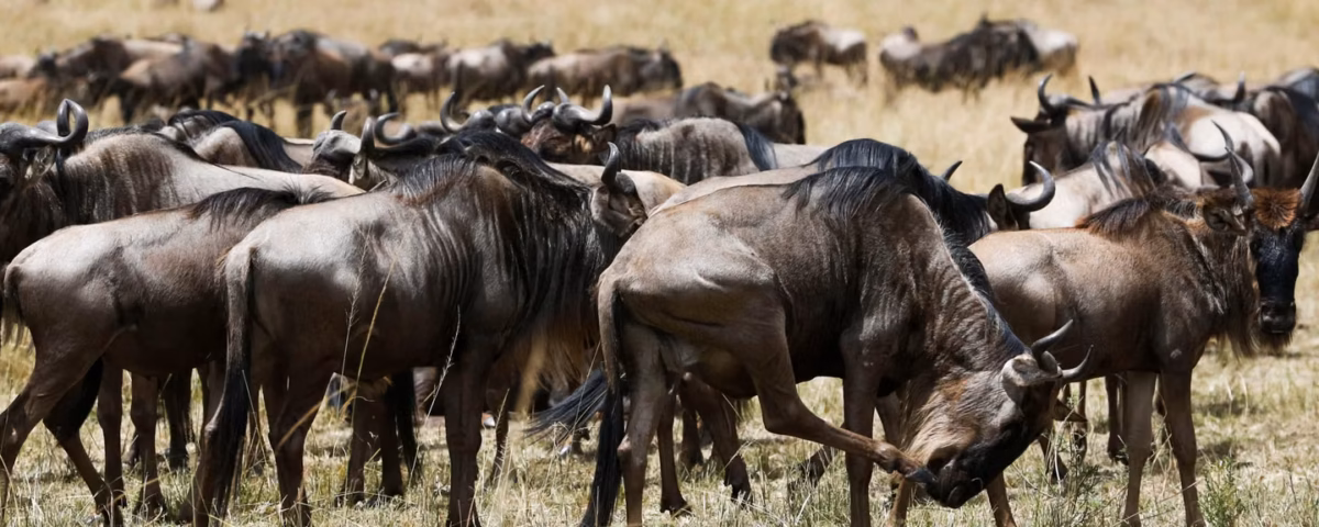 5-Day Tanzania Best Wildlife Adventure