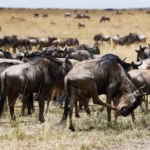 5-Day Tanzania Best Wildlife Adventure
