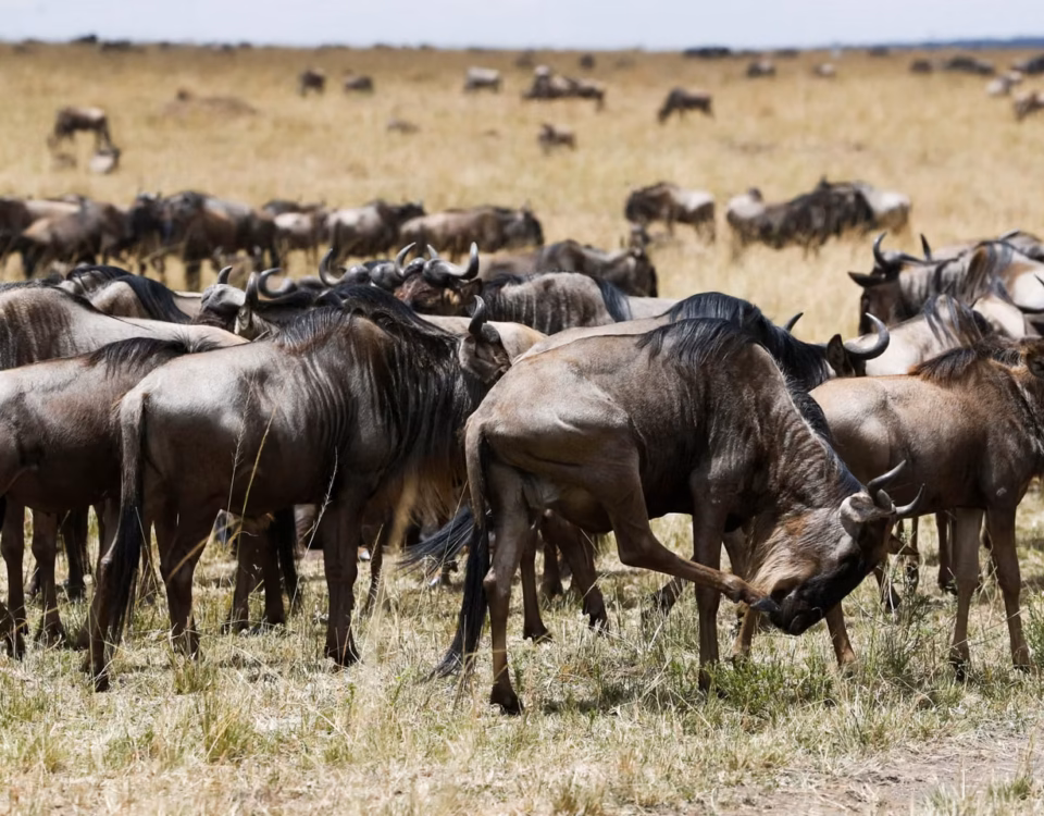 5-Day Tanzania Best Wildlife Adventure