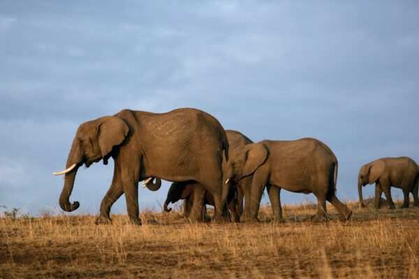 Tsavo East National Park.. Tsavo East National Park..
