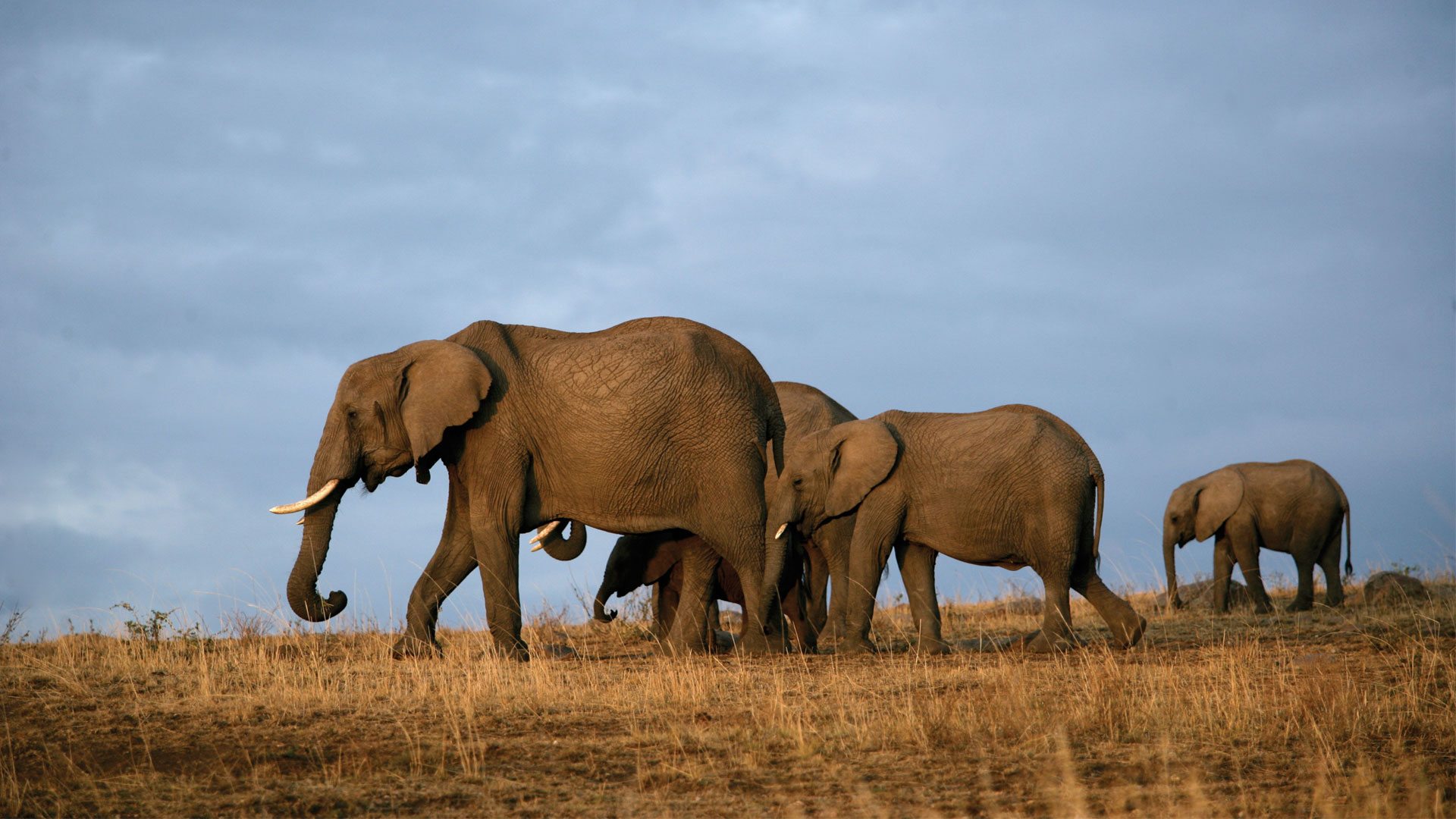Tsavo West National Park