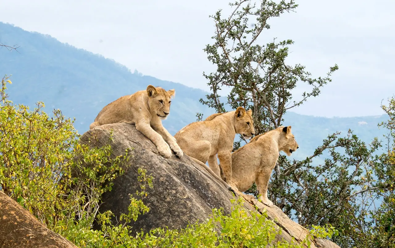 Tsavo West National Park