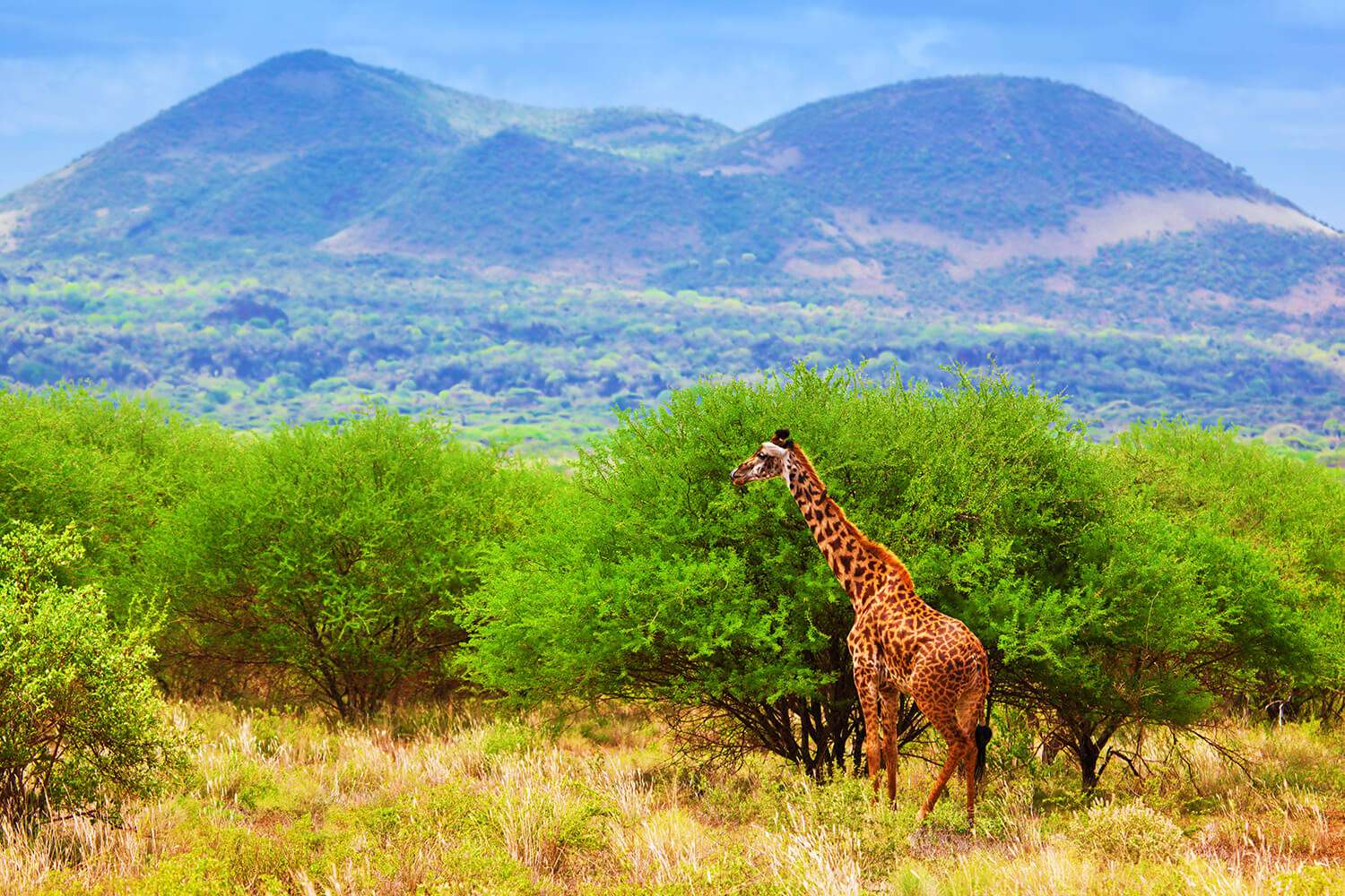 Tarangire National Park
