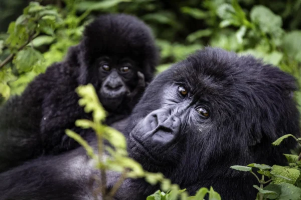 Volcanoes National Park2 4 Days Rwanda Gorilla Trekking