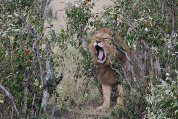 What Animals Live in Nairobi National Park What Animals Live in Nairobi National Park