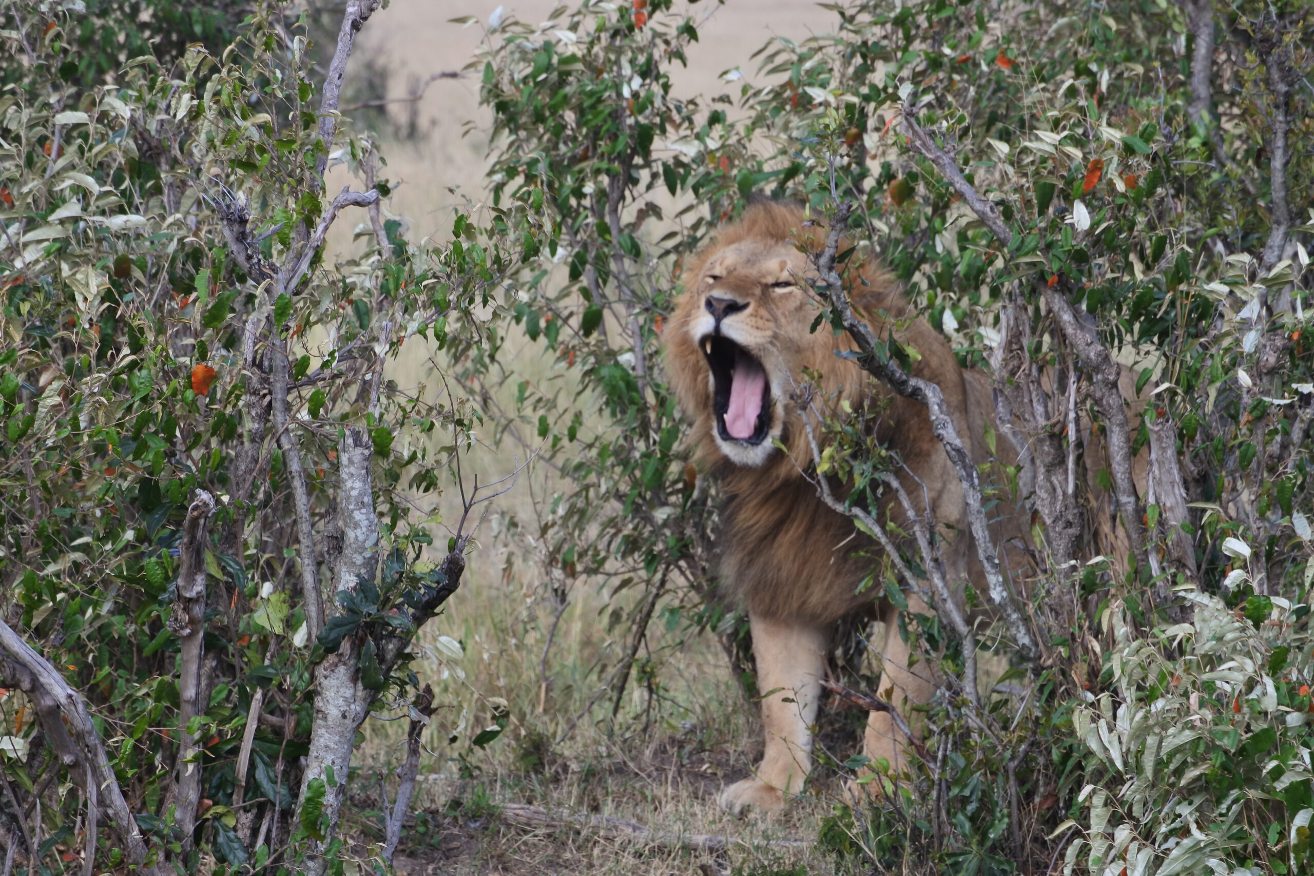 Tsavo West National Park