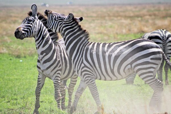 What Are the Samburu Special Five 11-Day Kenya Safari to Samburu, Amboseli and Masai Mara