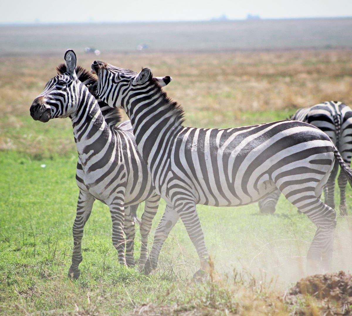 Tarangire National Park